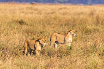 A pride of lions -Panthera Leo- in the golden light of the early morning in the Serengeti, Tanzania