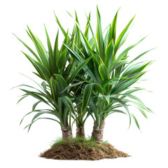 Obraz premium Yucca Gigantea Elephantipes plants