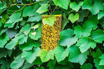 A yellow sticky trap is suspended among green grapevine leaves, capturing pests to aid vineyard management and promote a healthy grape harvest in organic farming.