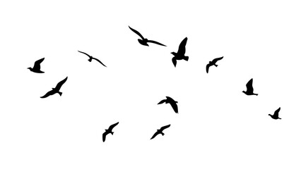 Flock of birds in flight flying migration