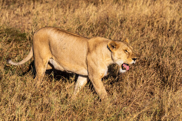 Telephoto of a female lion -Panthera Leo- in the Serengeti, Tanzania