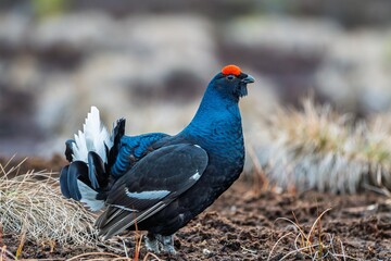 A stunning male black grouse displays its vibrant plumage in nature. Ideal for wildlife publications and educational materials, this image captures the essence of avian beauty and behavior.