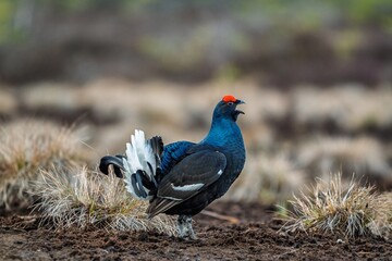 Discover the beautiful black grouse in its natural habitat, showcasing its vibrant plumage and unique behavior. Perfect for educational materials and conservation awareness campaigns.