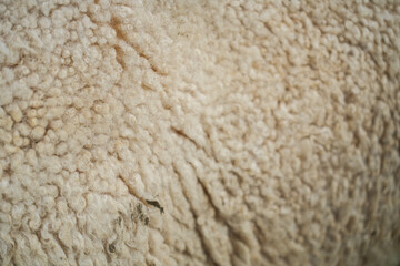 A close-up, detailed texture of natural sheep wool, showcasing its soft, curly fibers in warm white...