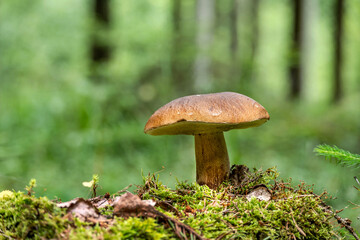 Magnificent king bolete mushroom thriving in its natural forest habitat, a culinary delight.