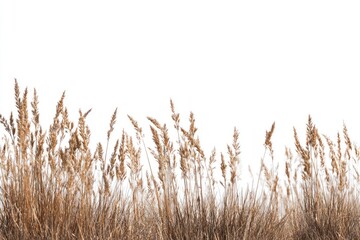 Fototapeta premium Dried grasses against white background
