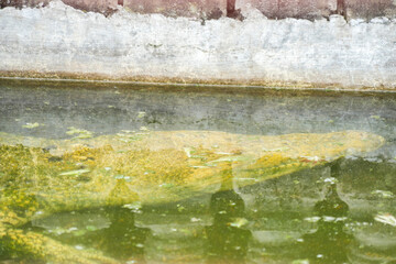 A top-down view of a white crocodile partially submerged in murky, moss-covered water, highlighting its textured scales and powerful form. The scene evokes a sense of wildness and danger.