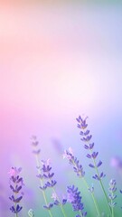 Obraz premium Lavender Flowers Blooming in Soft Pastel Light