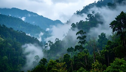 Misty Mountain Rainforest Landscape Lush Green Jungle Canopy in Foggy Environment