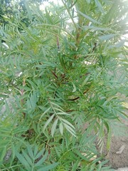 pine tree branches