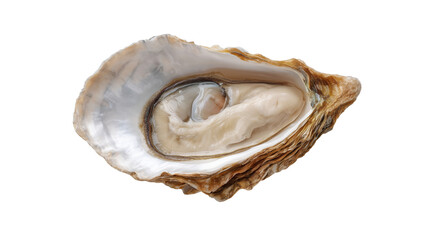 oyster isolated on transparent background