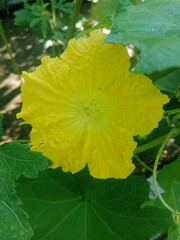 green leaf in the morning