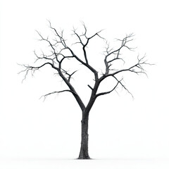Bare tree with dark branches isolated on white background