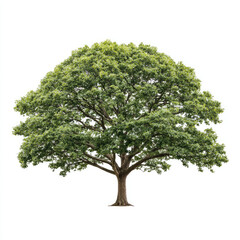 Obraz premium Large green tree with full leafy canopy isolated white background