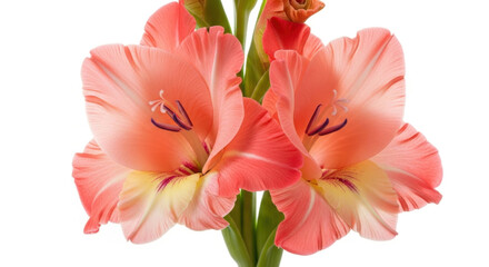 Obraz premium Delicate peach gladiolus flowers displayed against a pure white background for floral designs