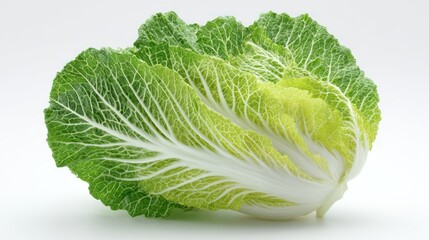Fresh chinese cabbage head with textured leaves on a white backdrop