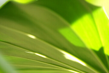 Green leaves on a green background. beautiful attractive nature view of green leaf on blurred greenery background in garden with copy space using as background.