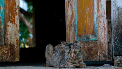 Green-Eyed Calico Cat Resting by Weathered Rustic Door
