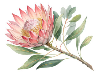 Beautiful pink protea flower with green leaves on a black background