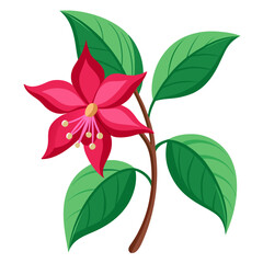 weigelia florida rouge  vector on white