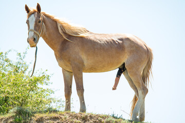 Obraz premium horse on the meadow