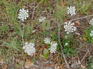 Queen Anne’s Lace Wildflowers Blooming at Sawhill Ponds Trail, Boulder, Colorado