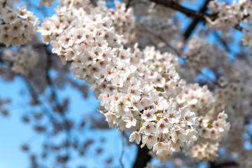 low angle view of the cherry blossoms at Olympic Park in Seoul, South Korea