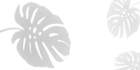 shadow overlay effects of realistic monstera leaves shadow on wall background,Summer sunlight and shadow overlay effect,tropical dappled shadow