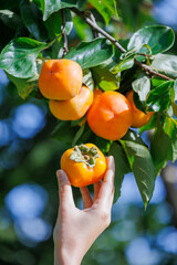 woman hand's picking ripe persimmon fruit from a tree, with bright orange persimmons hanging among green leaves under natural sunlight in the orchard