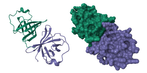 Crystal structure of MTCP-1 involved in cell malignancies. 3D cartoon and molecular surface models, chain instance color scheme, pdb 1a1x