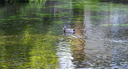 Fototapeta premium Mallard duck swimming on calm pond in natural outdoor setting at Fujinomiya, Shizuoka, Japan,