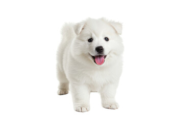 Obraz premium Fluffy white Samoyed puppy with pink tongue and playful happy expression, adorable young dog portrait for pet lovers, animal companionship concept isolated on white background