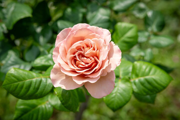 Pink rose blooming in garden with green leaves background