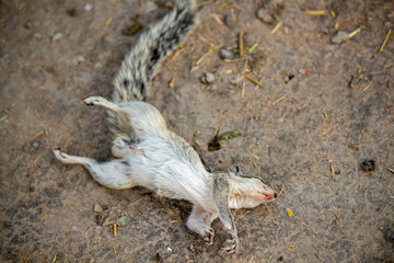 Dead Squirrel Lying on Ground After Electrocution Accident in Rural Outdoor Environment