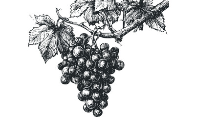 Detailed line drawing of ripe dark grapes hanging from a vine with textured leaves. Vector hand drawn illustration