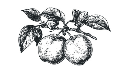Hand-drawn sketch of two ripe apples with leaves on a branch. Vector hand drawn illustration