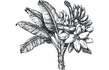 Hand Drawn Sketch of Banana Bunch and Leaves in Monochromatic Style. Vector hand drawn illustration
