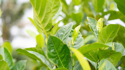 Obraz premium Close up of jackfruit leaves with vibrant green texture background symbolizing natural health, sustainable living, and wellness while representing eco friendly farming and botanical purity.