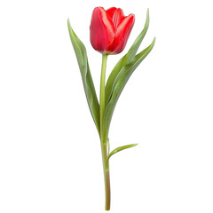Obraz premium A vibrant, single red tulip