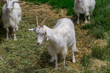 Obraz premium White goats with horns standing on hay and grass in a rural enclosure, one chewing a blade of grass.