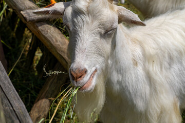 Obraz premium White goat eating a blade of grass, close-up captured against a wooden fence in a rural farm setting.