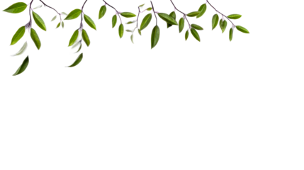 Overhead view of delicate green plant stems with vibrant leaves against a white background with soft shadows, cut out transparent