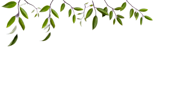 Overhead view of delicate green plant stems with vibrant leaves against a white background with soft shadows, cut out transparent