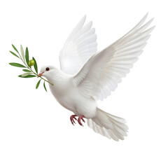 Fototapeta premium White Dove with Olive Branch Flying Isolated on Transparent Background