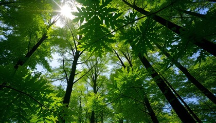 Obraz premium Forest Canopy A dense green forest with sunlight filtering throu