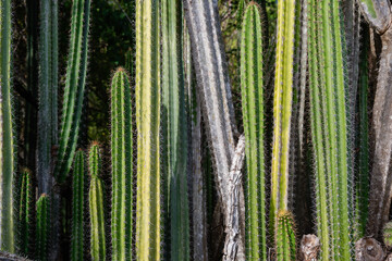Lush green cactus landscape displaying a variety of vibrant desert flora.