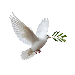 Fototapeta premium White Dove with Olive Branch Flying Isolated on Transparent Background