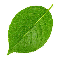 Obraz premium Vibrant Green Leaf Isolated On White Background: A close-up of a fresh, detailed green leaf, showcasing its intricate texture and natural beauty. The leaf exudes vitality.