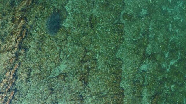 Cormorant seabird chasing swarm of fish near Brijuni National Park, Istria. Aerial drone top down