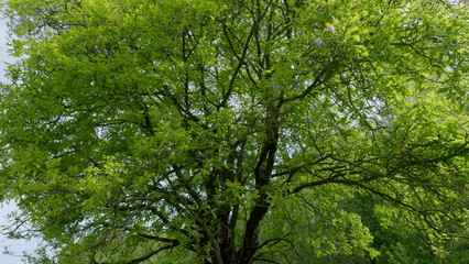 A Lush and Vibrant Green Tree Canopy Beautifully Nestled Under a Bright, Clear Sky Above Us